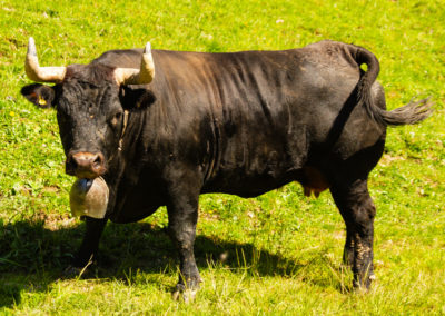 Vache - Vache d'Hérens, Morgins, Valais, Suisse