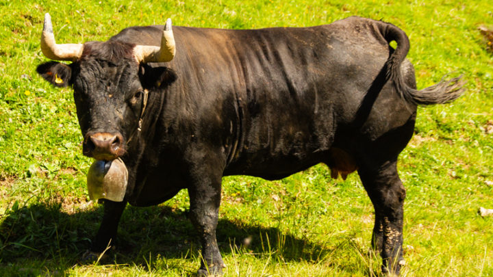Vache – Vache d’Hérens