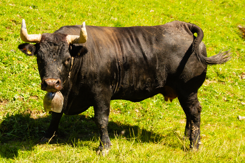 Vache – Vache d’Hérens Vache – Vache d’Hérens