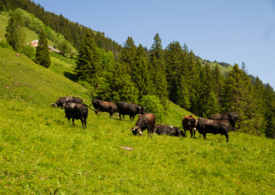 Vache - Vache d'Hérens, Morgins, Valais, Suisse