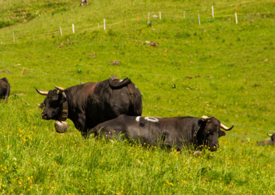 Vache - Vache d'Hérens, Morgins, Valais, Suisse