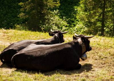 Vache - Vache d'Hérens, Morgins, Valais, Suisse