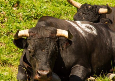 Vache - Vache d'Hérens, Morgins, Valais, Suisse