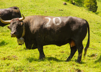 Vache - Vache d'Hérens, Morgins, Valais, Suisse