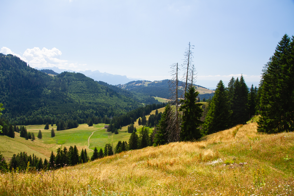 Randonnée - Les Paccots – Chalet de La Borbuintze