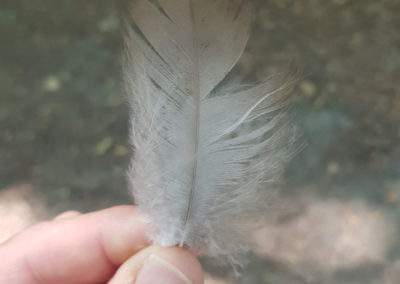 Plumes en vrac