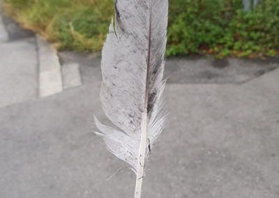 Plumes en vrac