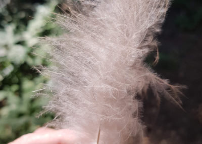 Plumes en vrac