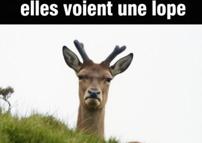 Humour