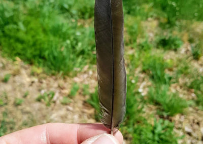 Plumes en vrac