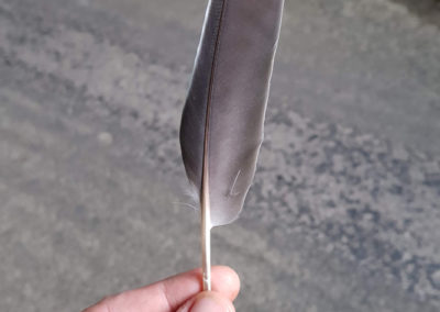 Plumes en vrac