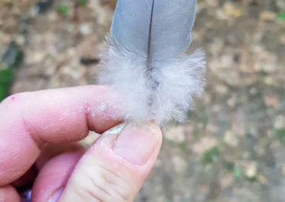 Plumes en vrac