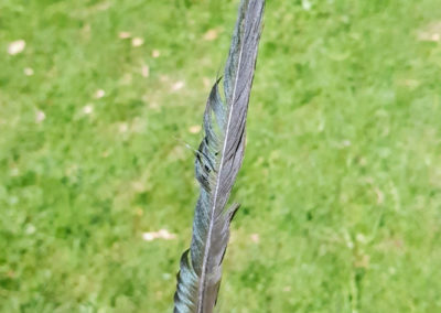 Plumes en vrac