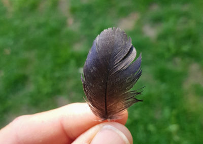 Plumes en vrac