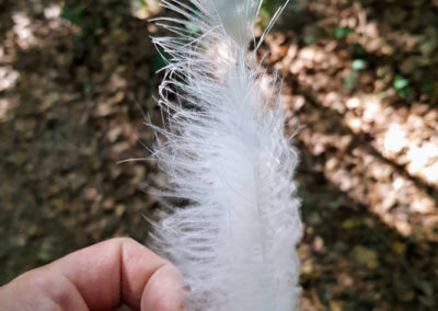Plumes en vrac