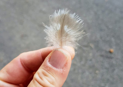 Plumes en vrac
