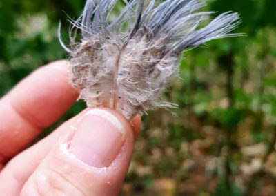 Plumes en vrac