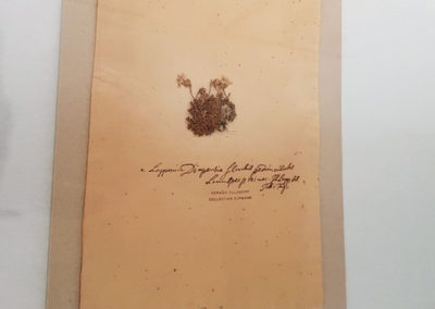 Carl von Linné - NATURÉUM, Palais de Rumine, Lausanne