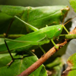 Conocéphale gracieux, Puidoux, Vaud, Suisse