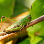 Criquet des pâtures, Puidoux, Vaud, Suisse