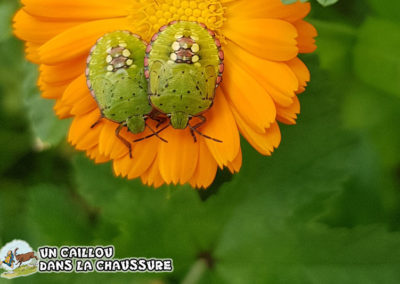 Galerie d’images – Punaises !
