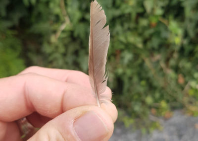 Plumes en vrac