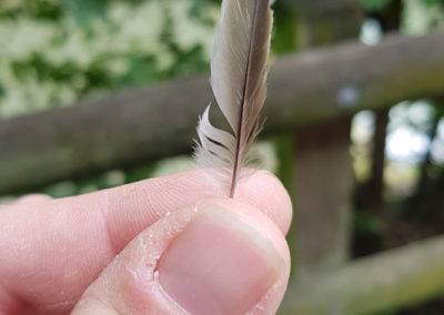 Plumes en vrac