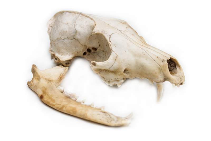 Renard roux – Anatomie Renard roux – Anatomie