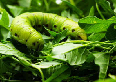 Sphinx du liseron - Chenille, Chardonne, Vaud, Suisse