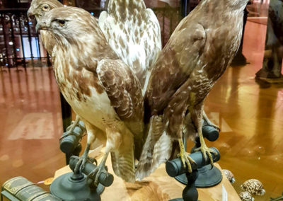 Buse variable - Trophée, Paris 5ème arrondissement, Île-de-France, France - Grande Galerie de l'Évolution