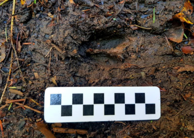 Chevreuil d'Europe - Empreinte, Puidoux, Vaud, Suisse