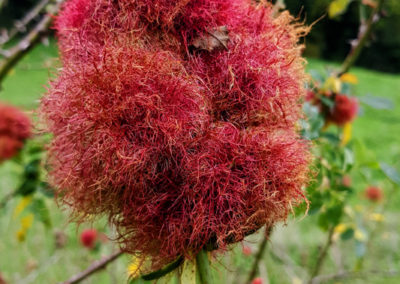 Galles – Sur fruit d’églantier, Puidoux, Vaud, Suisse