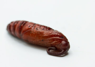 Sphinx du liseron (Papillon) - Chrysalide