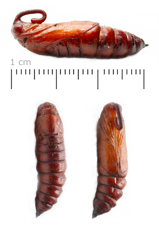 Sphinx du liseron (Papillon) - Chrysalide
