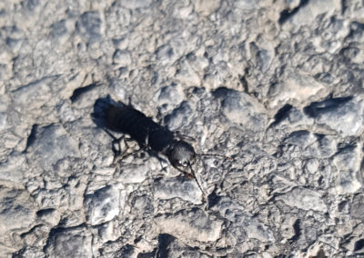 Staphylin odorant, Vevey, Vaud, Suisse