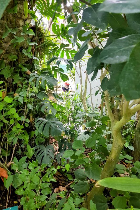 Visite - Jardin des serres d’Auteuil