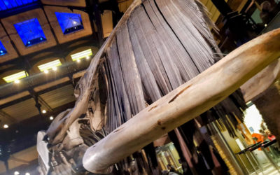 Grande galerie de l’évolution