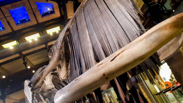 Grande galerie de l’évolution