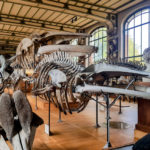 Visite - Galerie de paléontologie et d'anatomie comparée