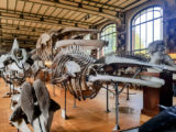 Visite - Galerie de paléontologie et d'anatomie comparée