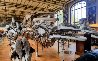 Galerie de paléontologie et d’anatomie comparée