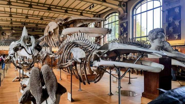 Galerie de paléontologie et d’anatomie comparée
