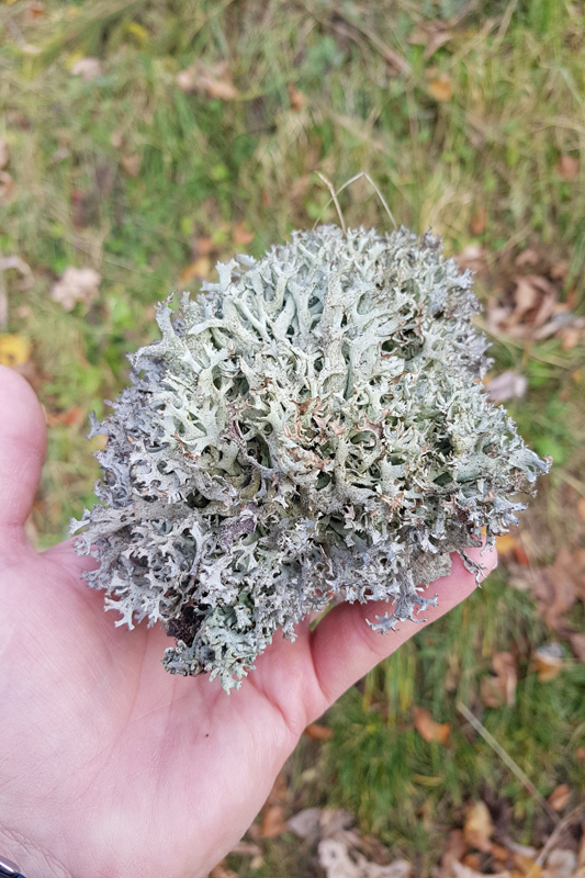 Randonnée - Caux – Auberge de Sonchaux