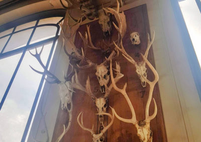 Cerf élaphe - Trophée, Galerie de paléontologie et d’anatomie comparée, 5ème arrondissement, Paris