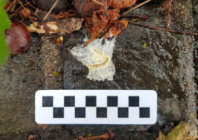 Corneille noire - Fientes