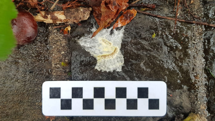 Fientes de Corneille noire