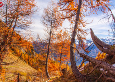 Galerie d’images – Mélèzes à Ovronnaz