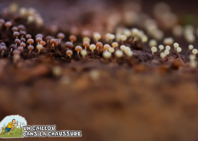 Galerie d’images – Forêt de champignon