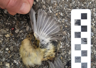 Roitelet huppé - Anatomie, Vevey, Vaud, Suisse