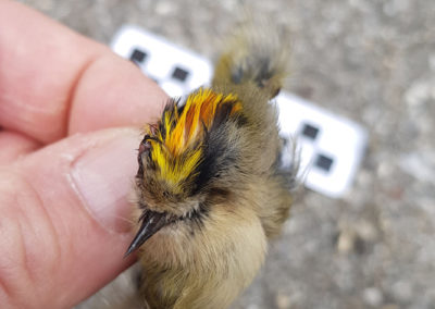 Roitelet huppé - Anatomie, Vevey, Vaud, Suisse